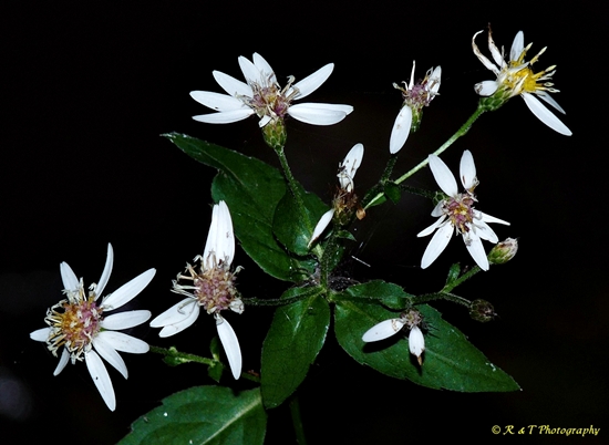 {Eurybia divaricata}